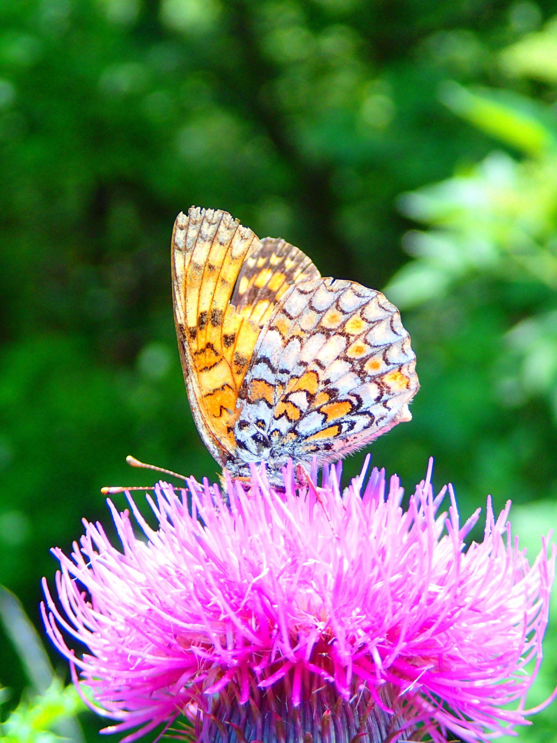 Papillons de jour d’Occitanie