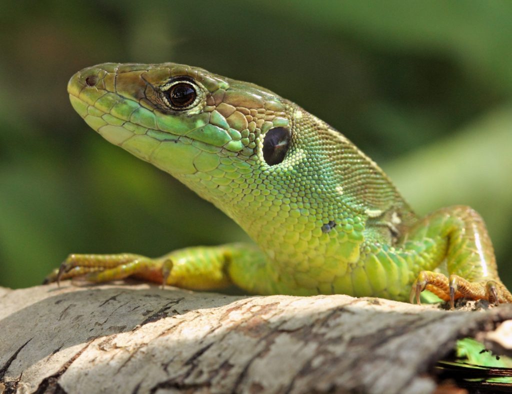 Les stratégies régionales en faveur de la biodiversité