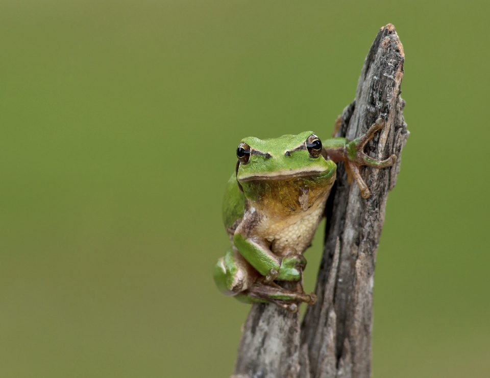 Le forum des acteurs de la biodiversité