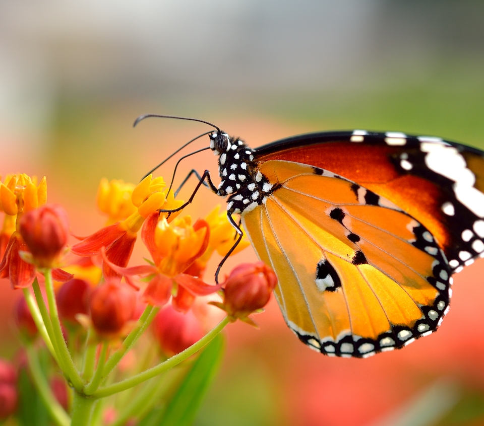 La biodiversité en Occitanie