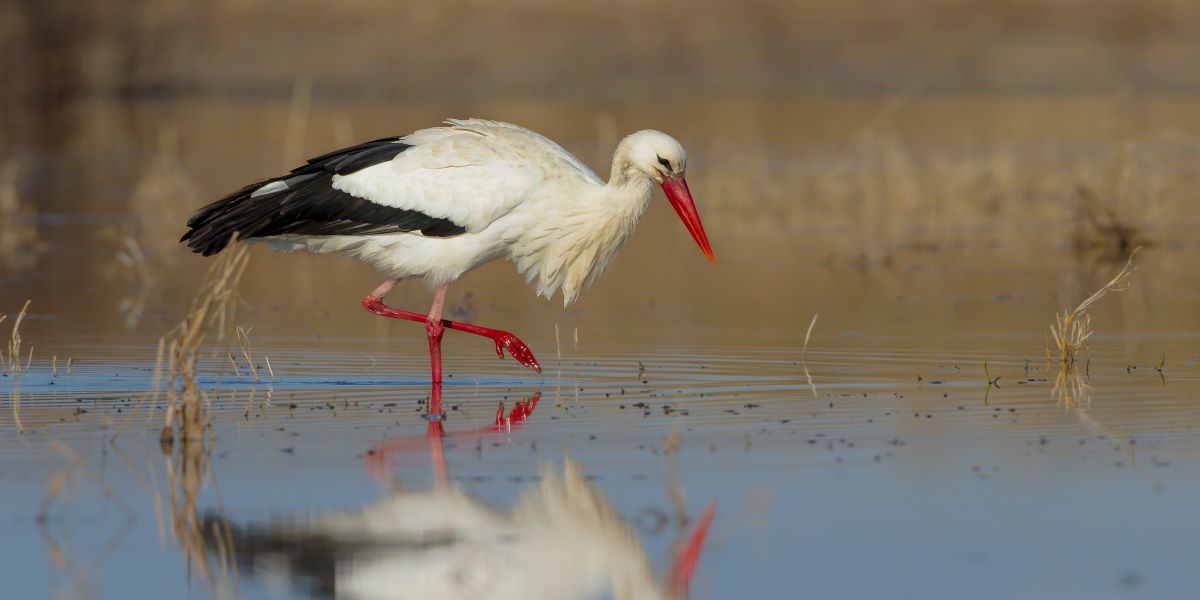 La biodiversité en Occitanie