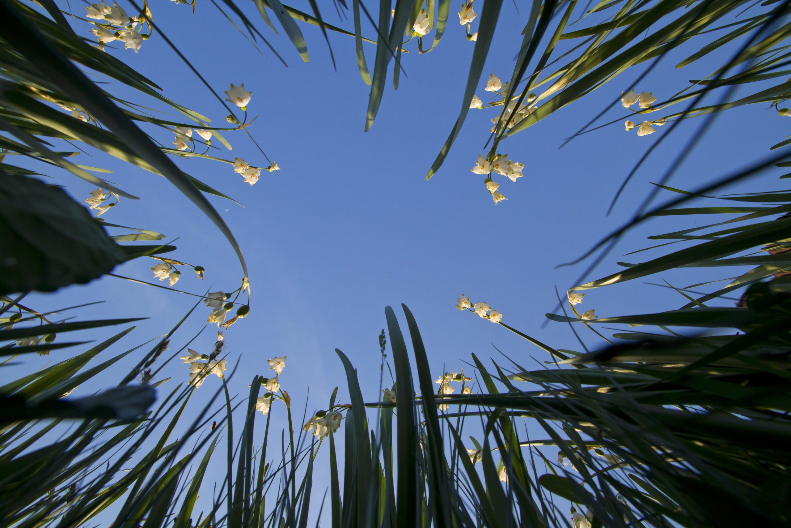 Webinaire – « Plantons local en Occitanie »