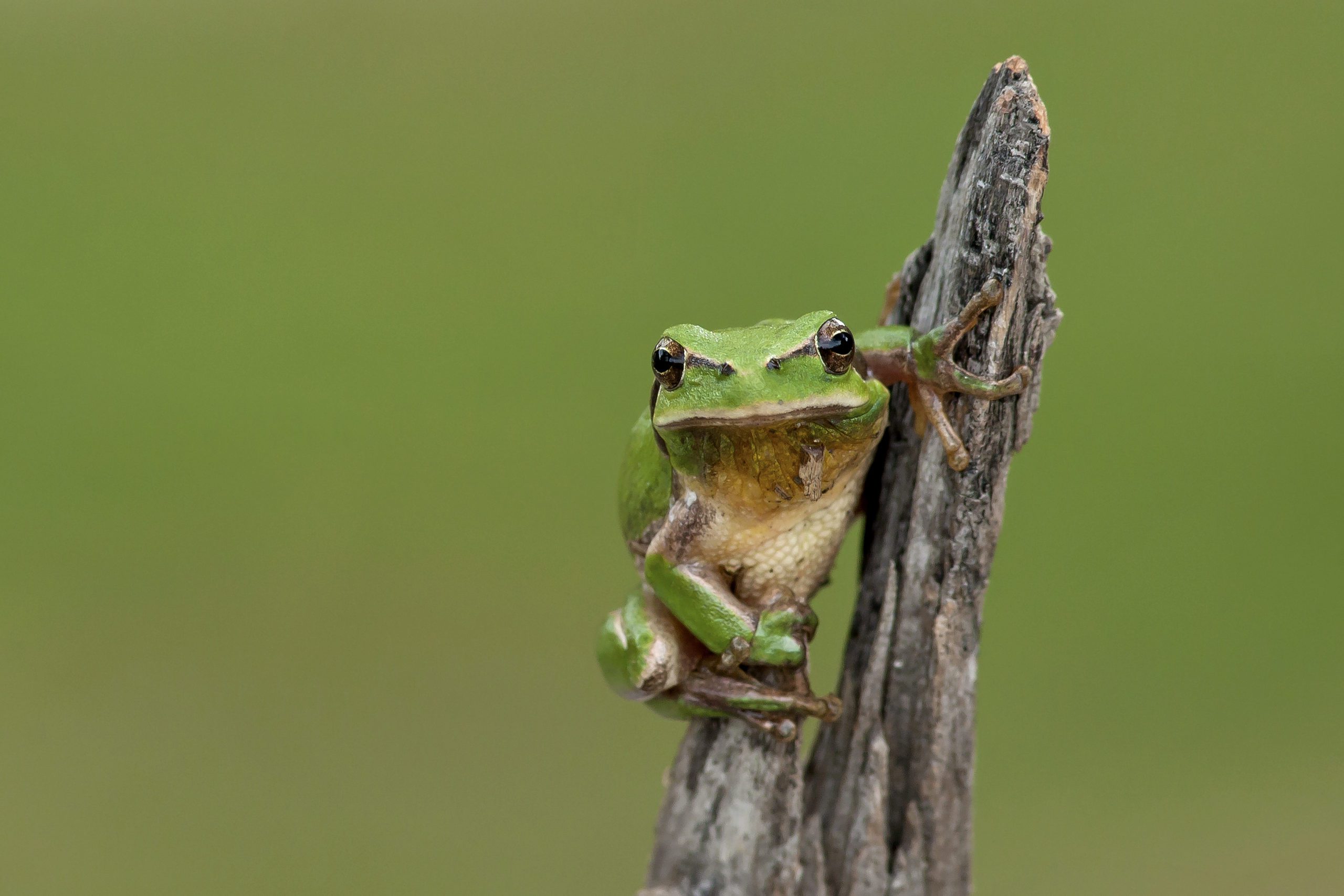 Amphibiens d’Occitanie