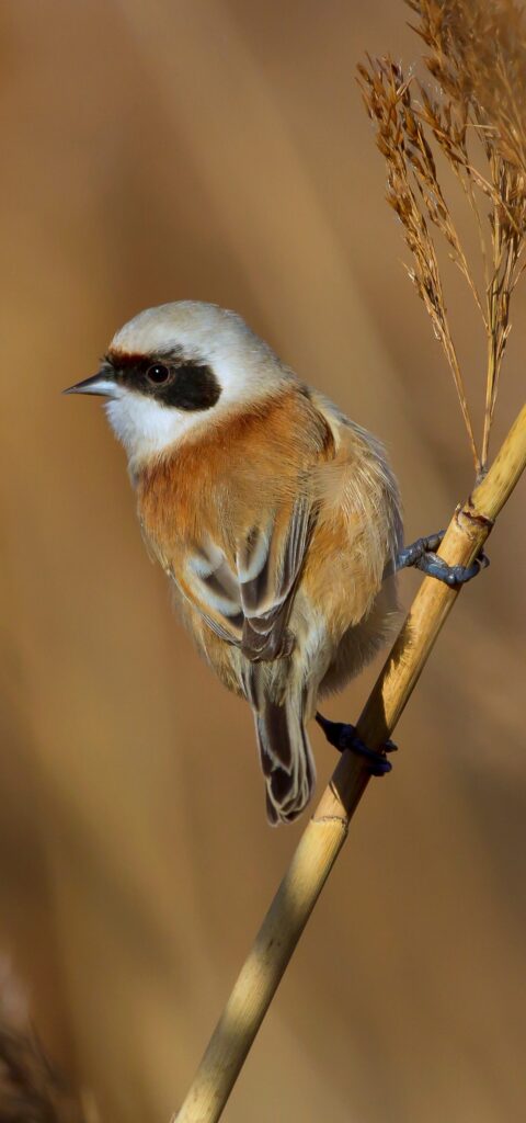 Rémiz penduline - S. Baudouin