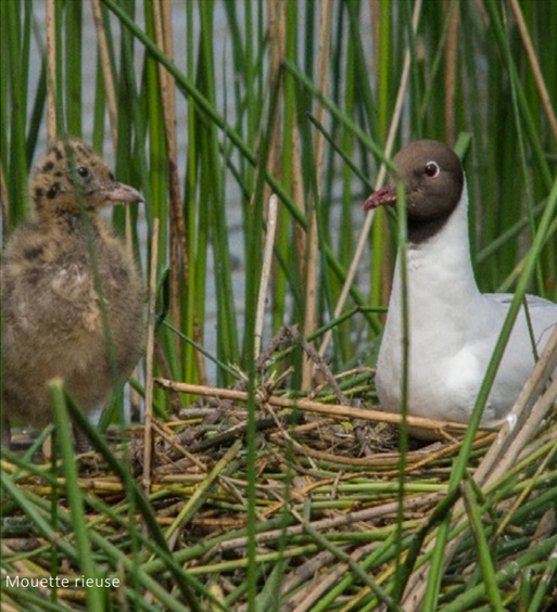 Mouette rieuse