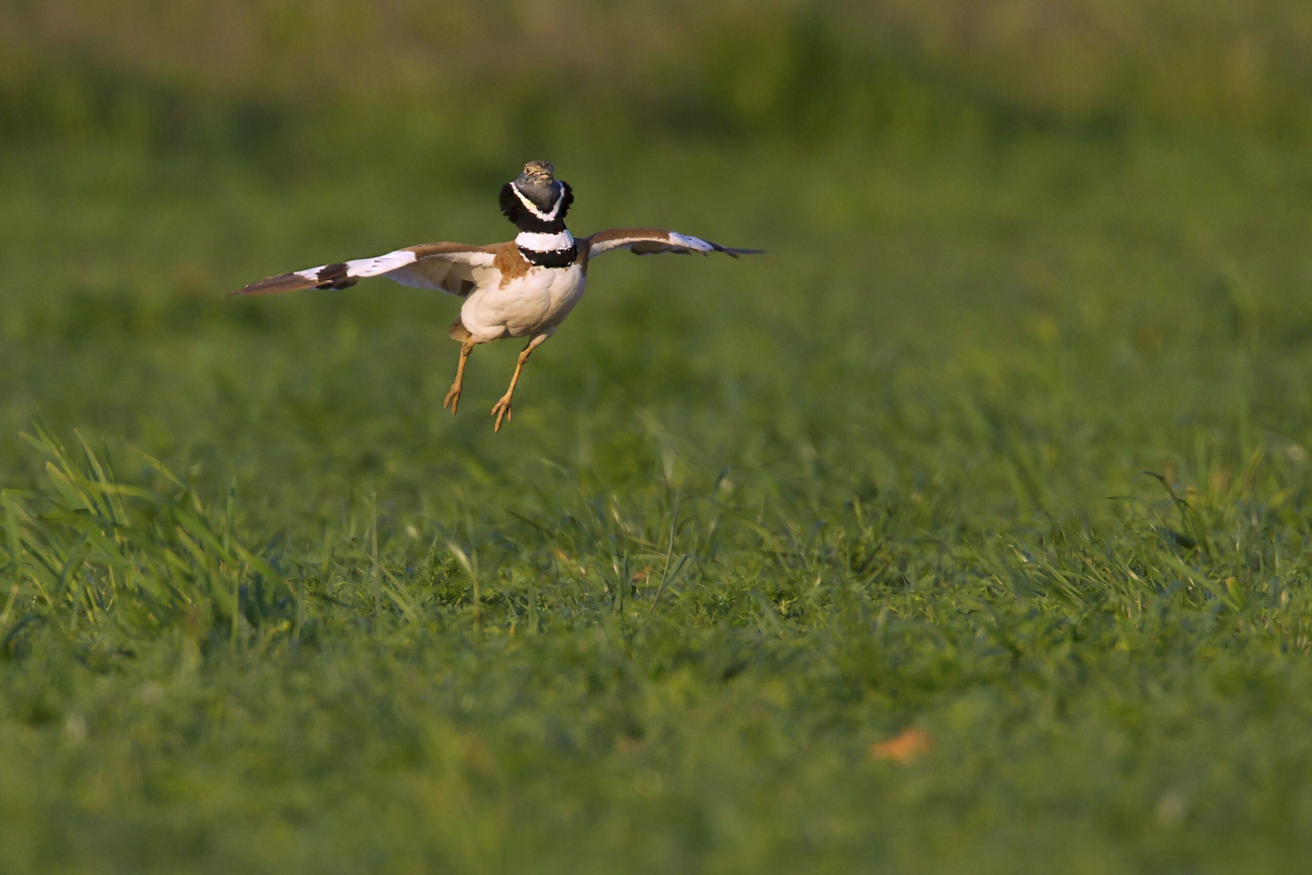 Evolution des effectifs de l’Outarde canepetière