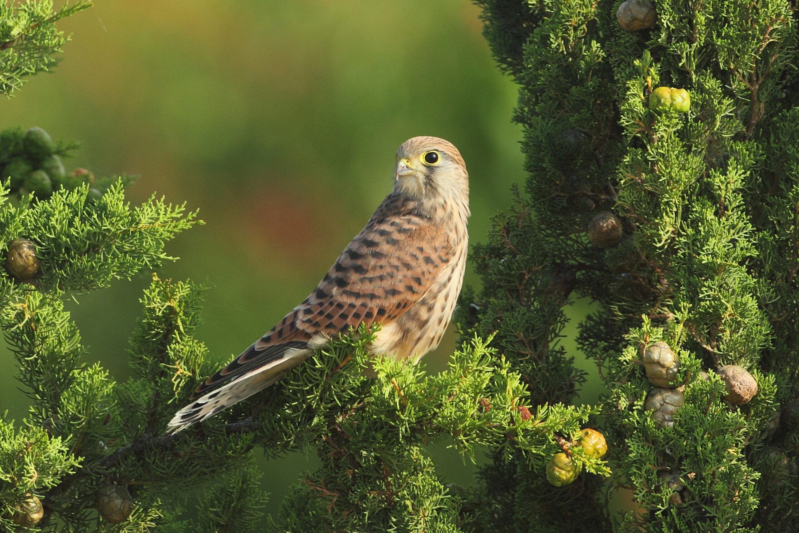 Évolution des populations nicheuses des rapaces communs