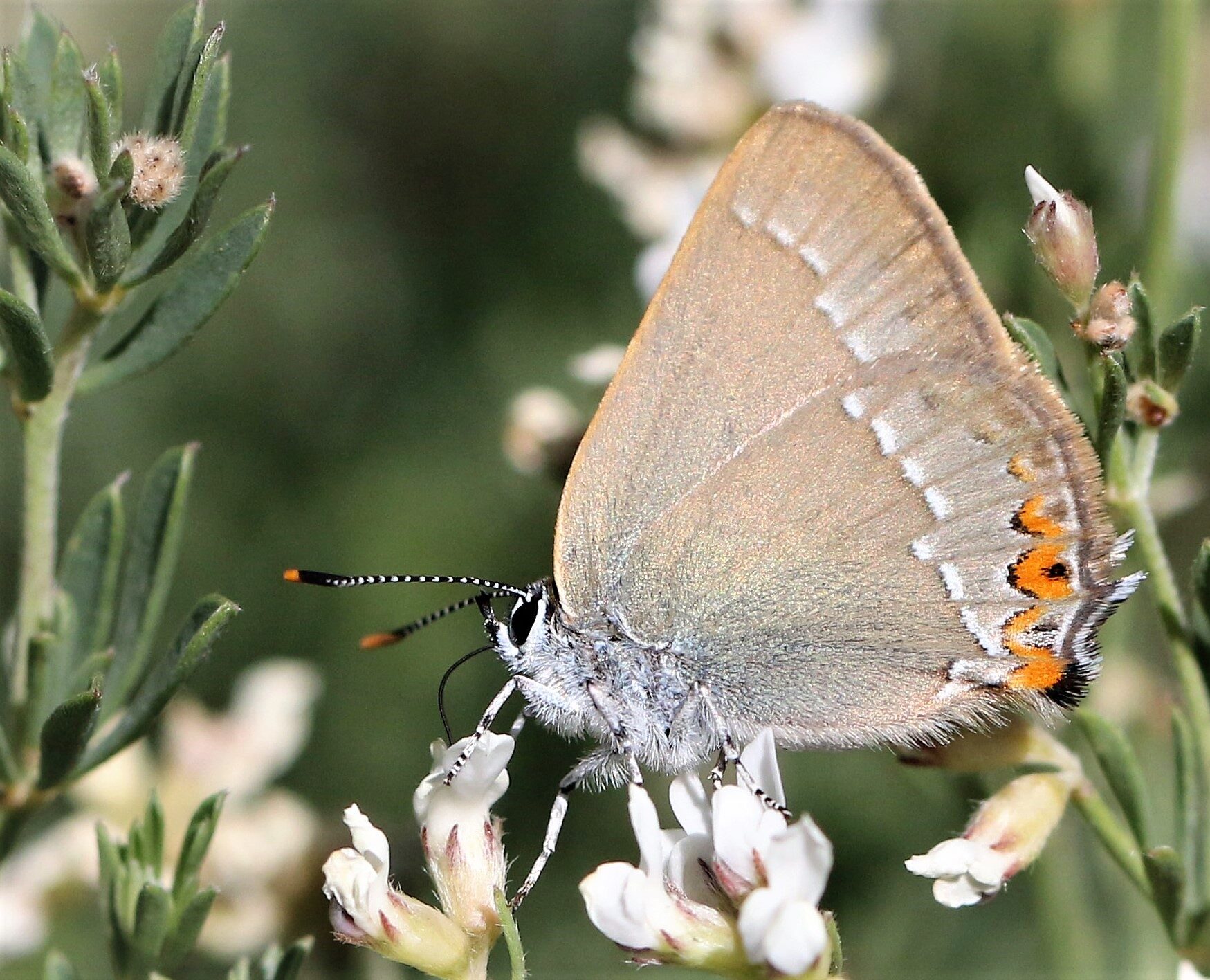 La biodiversité en Occitanie