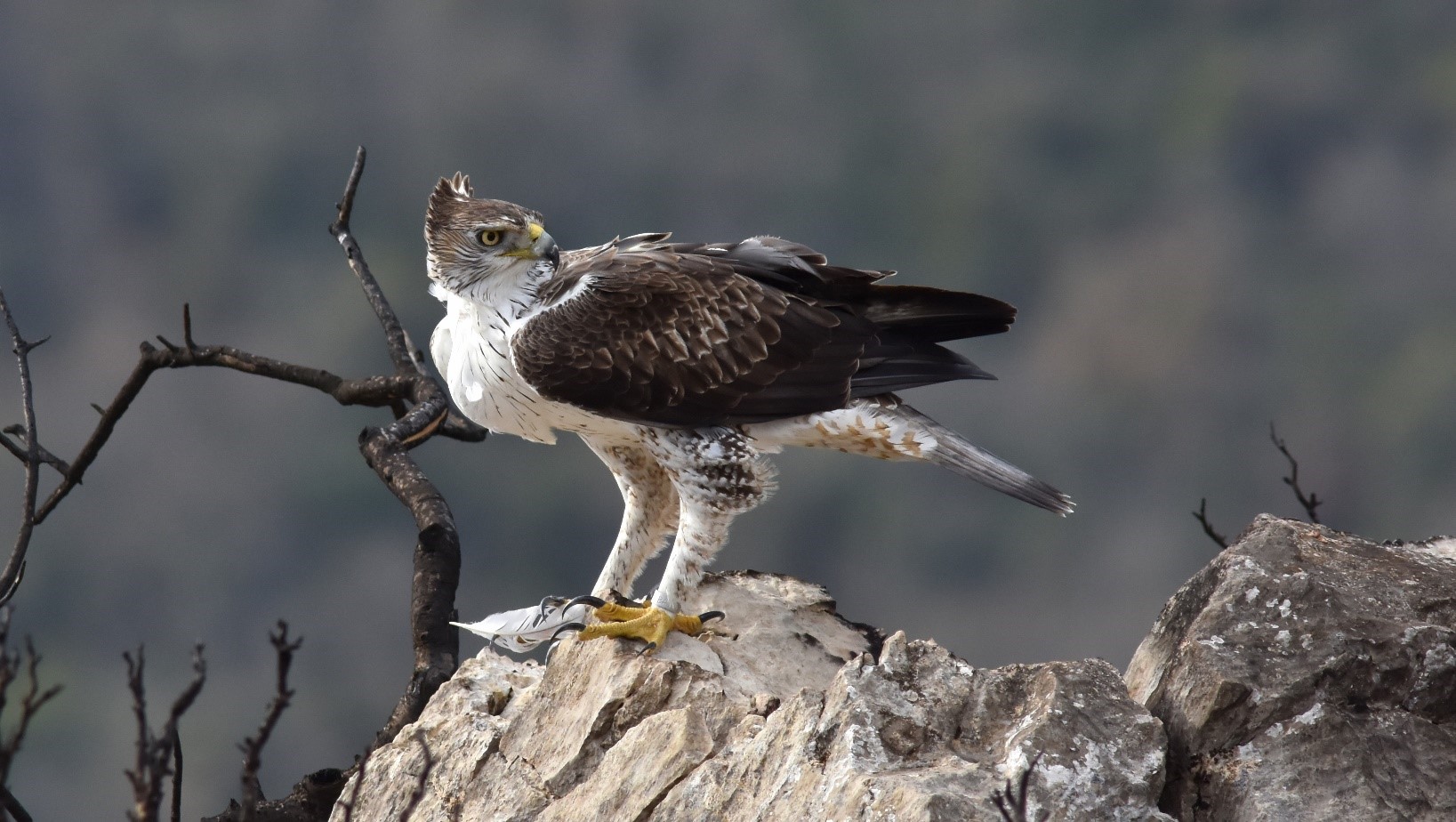 Évolution des populations nicheuses des rapaces menacés