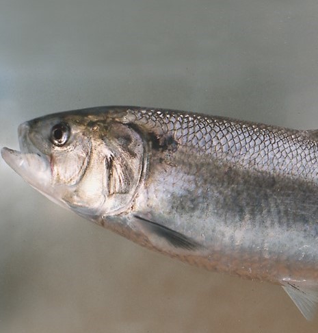 Poissons migrateurs, état de la reconquête du milieu par les aloses en Occitanie