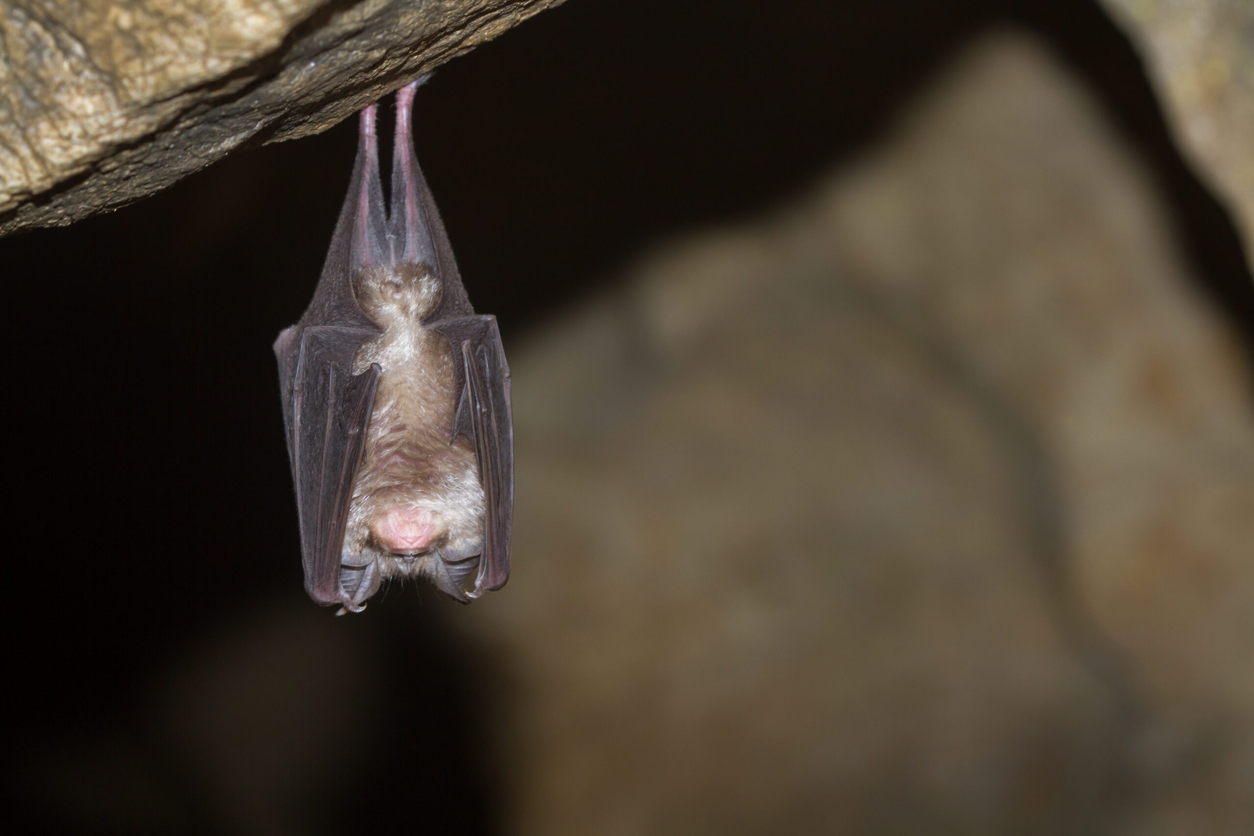 Chauves-souris en Occitanie