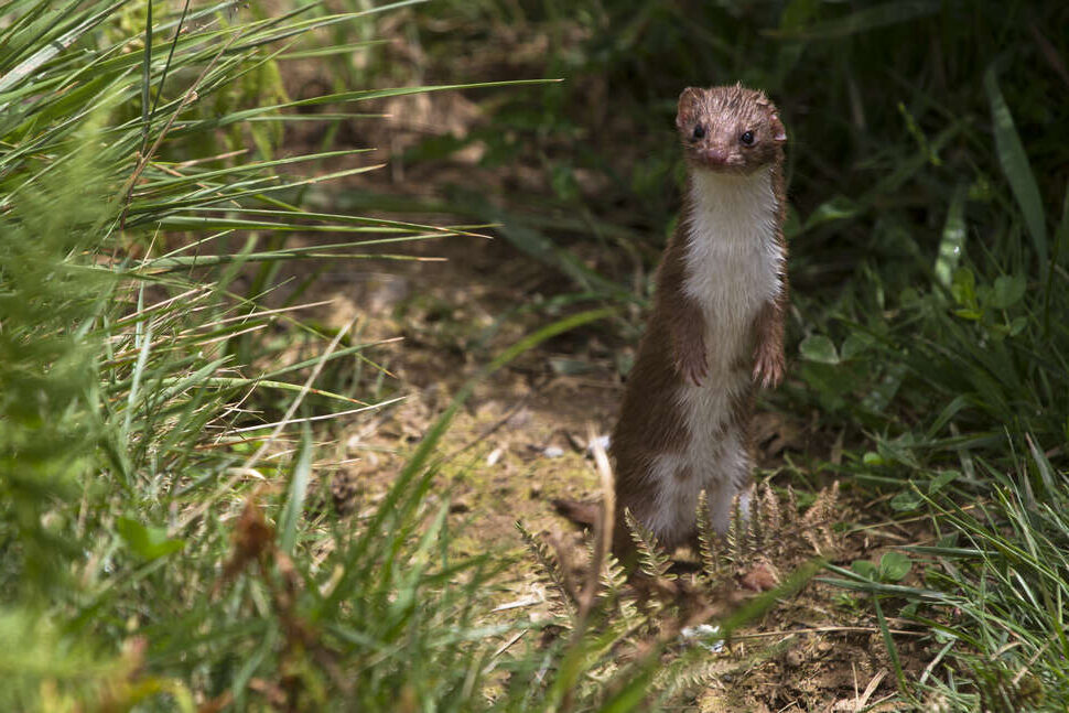 Mammifères terrestres non volants d’Occitanie