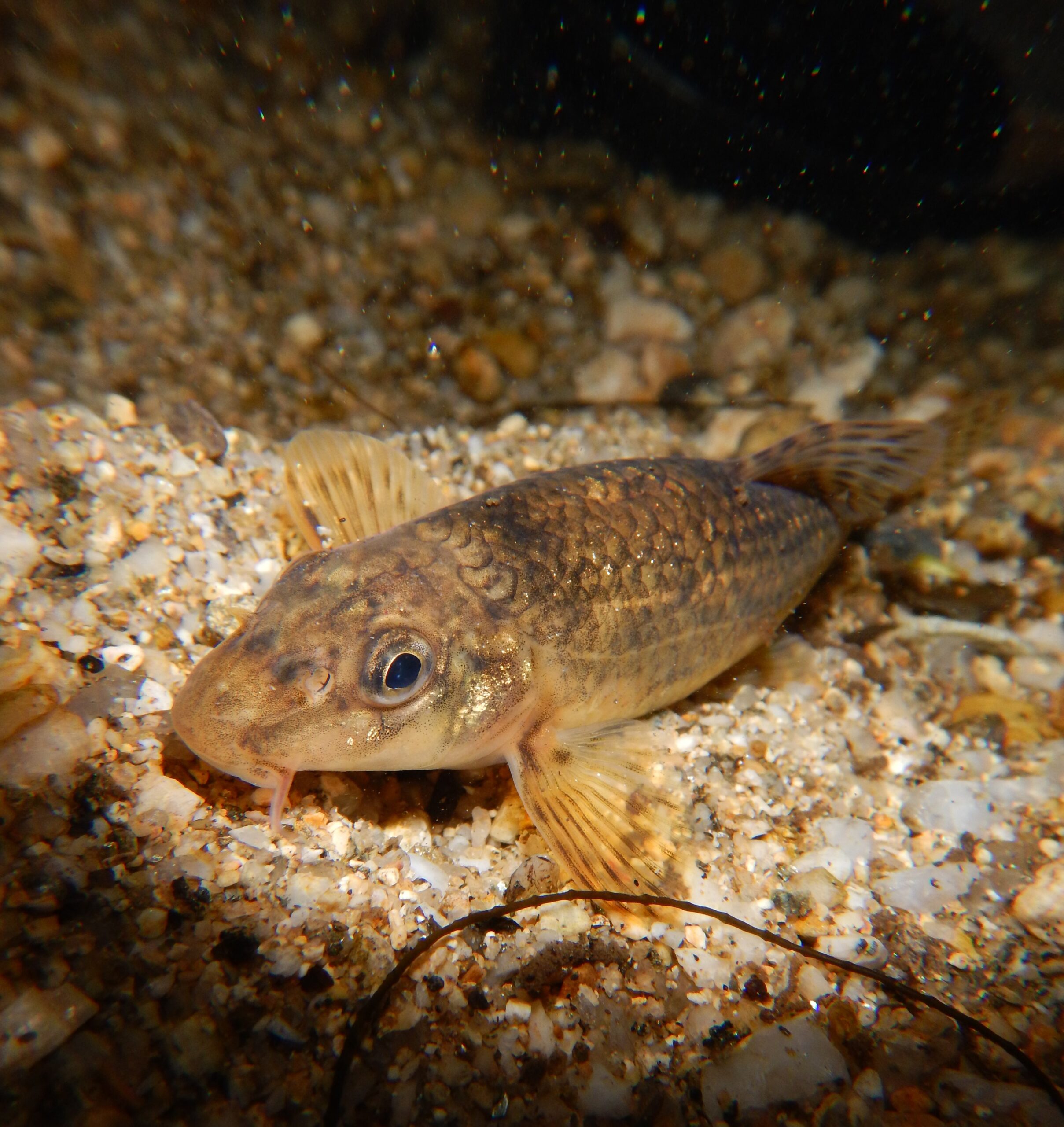 Poissons d’Occitanie