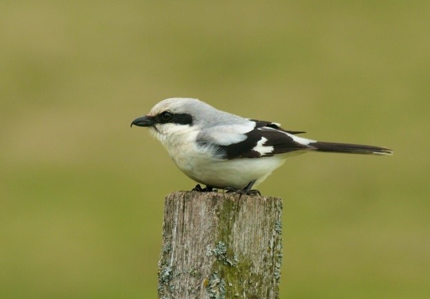 Évolution des populations de Pies-grièches en Occitanie