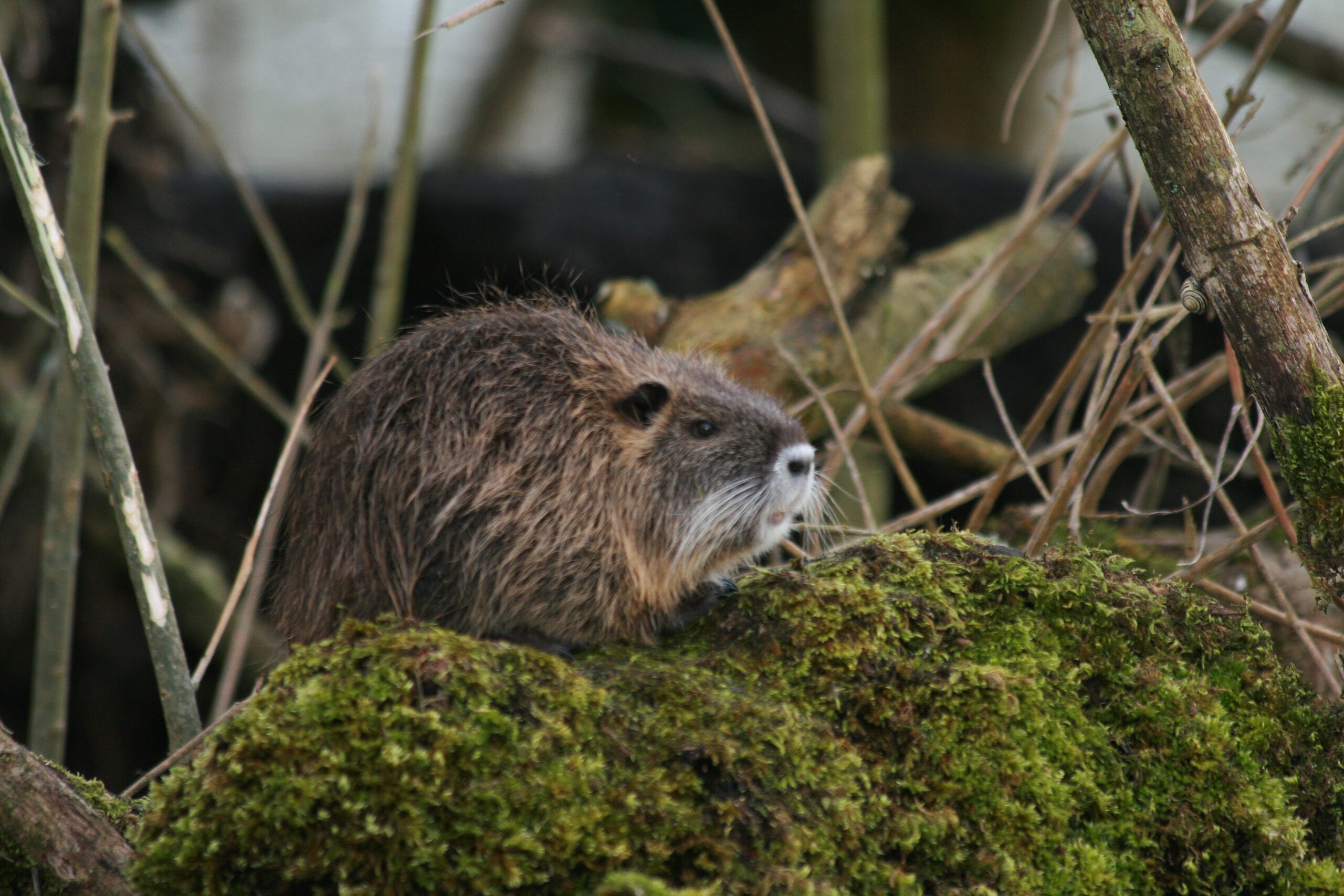 Effort de gestion des espèces animales exotiques envahissantes