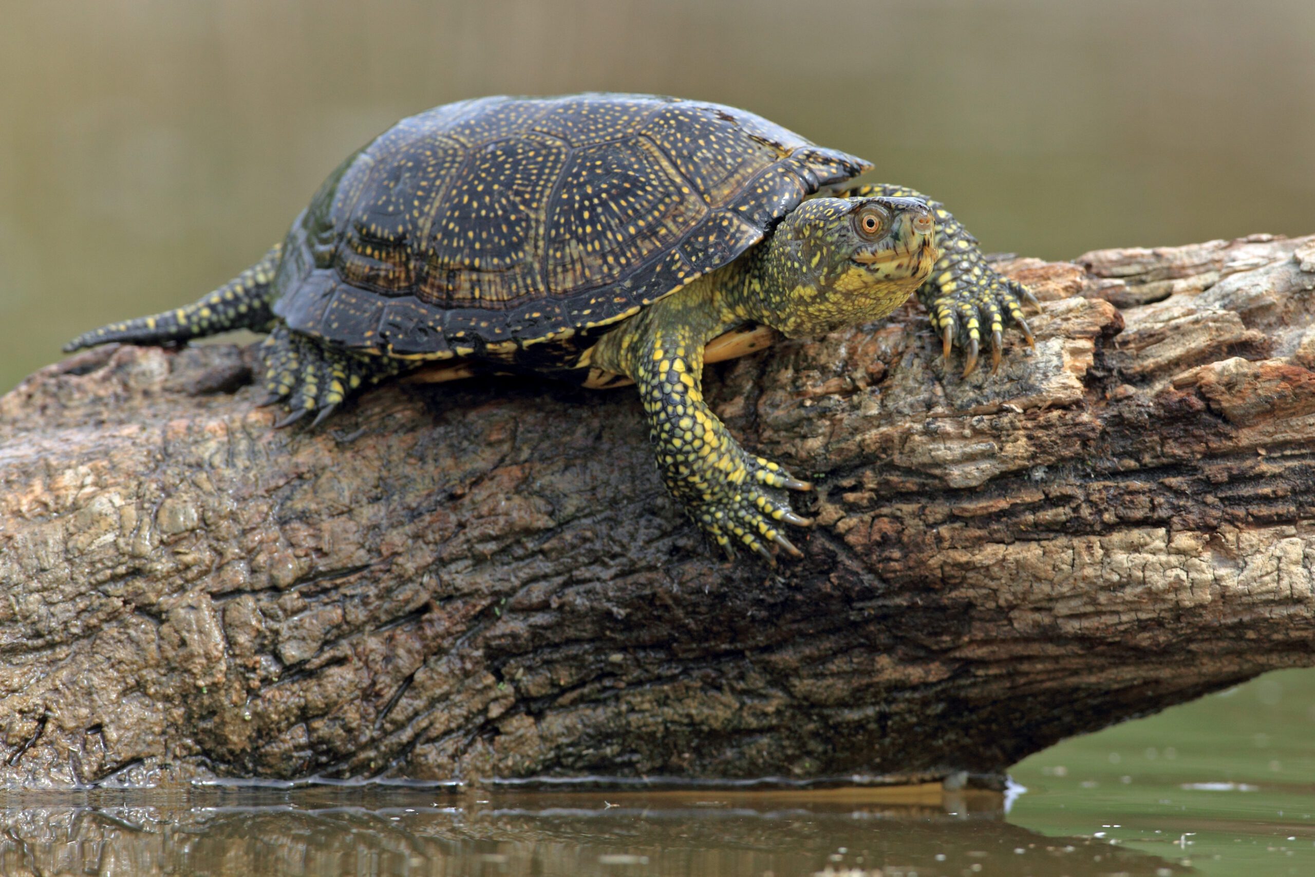 Reptiles d’Occitanie