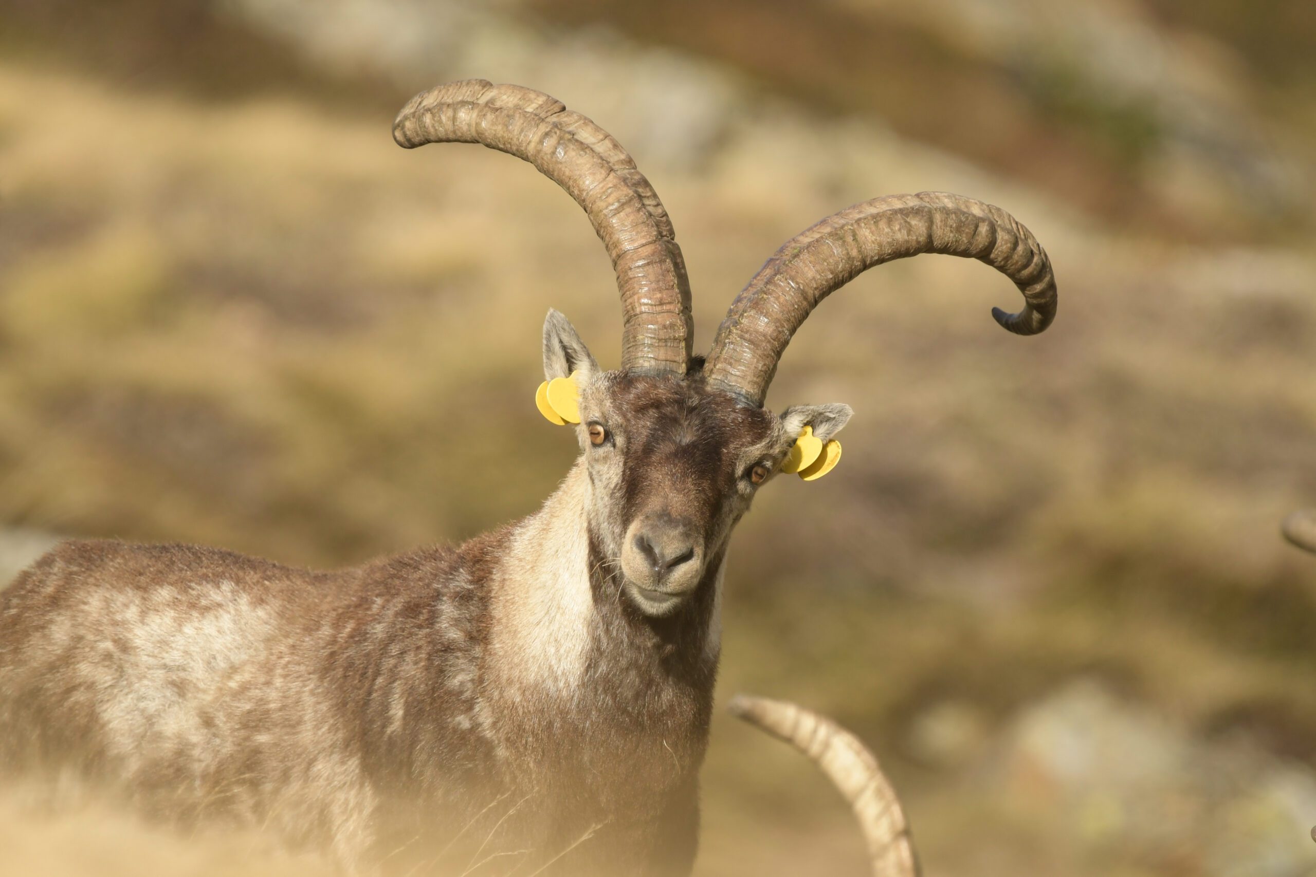Évolution des populations de Bouquetins ibériques en Occitanie