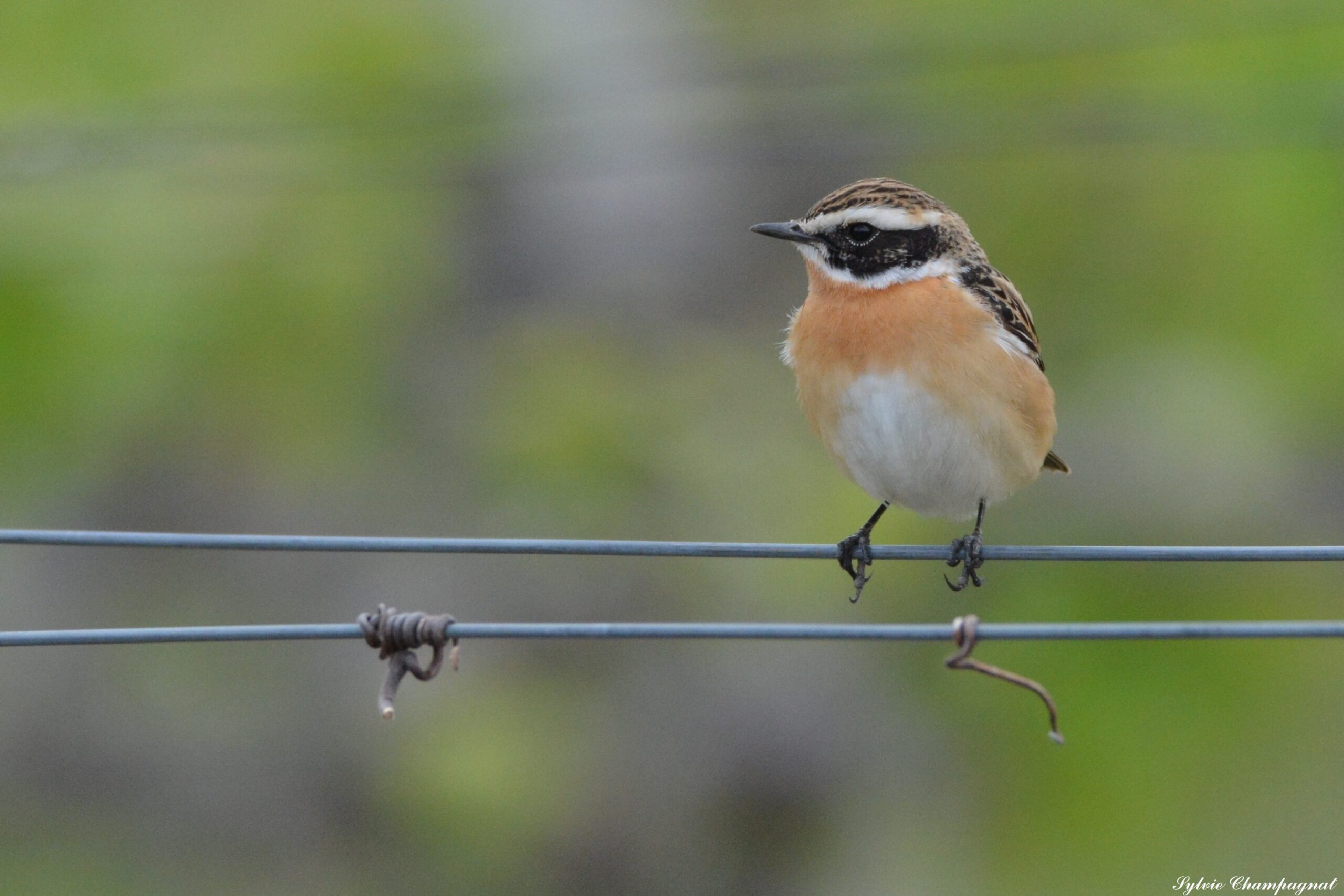 Oiseaux d’Occitanie