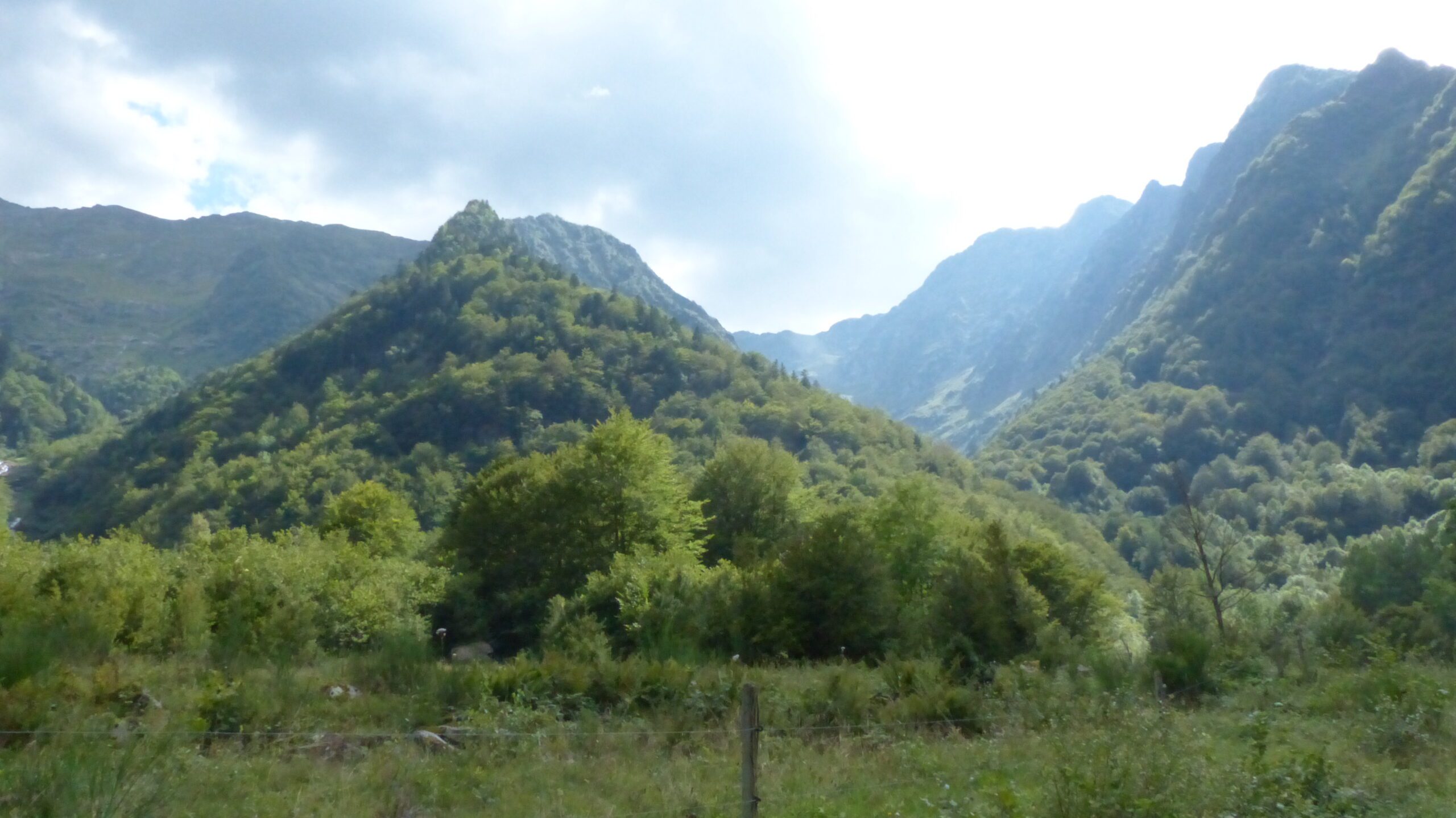Les forêts en Occitanie