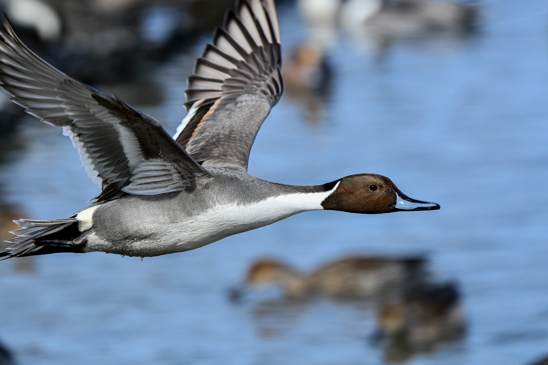 Evolution des populations d’oiseaux d’eau hivernants