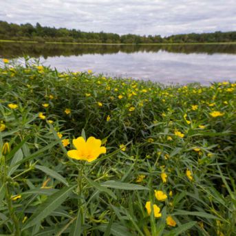 Gestion des déchets de plantes exotiques envahissantes